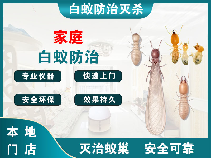 海州家庭白蚁防治