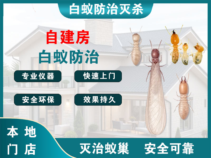 海州自建房白蚁防治