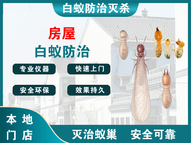 海州房屋白蚁防治